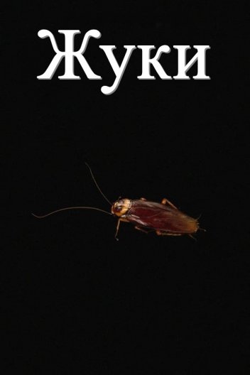 Жуки