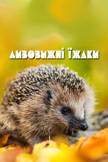 Дивовижні їжаки